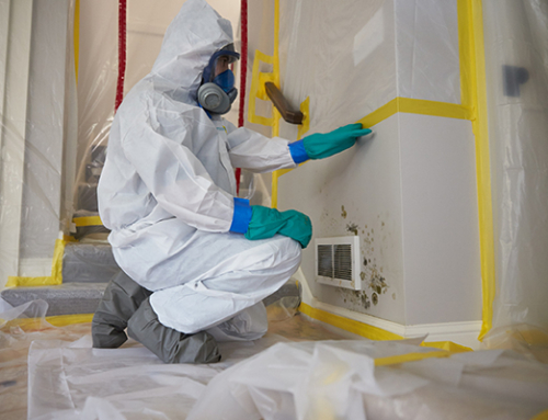 The Importance Of Professional Mold Remediation | Water Damage Restoration