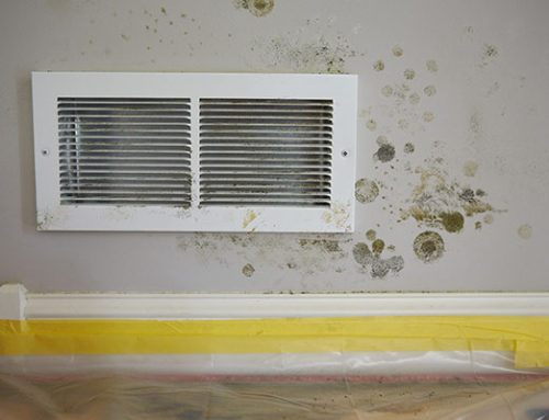 Mold Prevention & Remediation After Water Damage | Water Damage Cleanup in Brunswick, GA