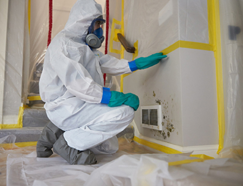 Our Mold Removal And Remediation Process | Water Damage Restoration in Brunswick, GA